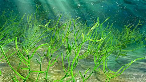 The Magical Abilities of Seaweed: How it Forms Wall-like Structures
